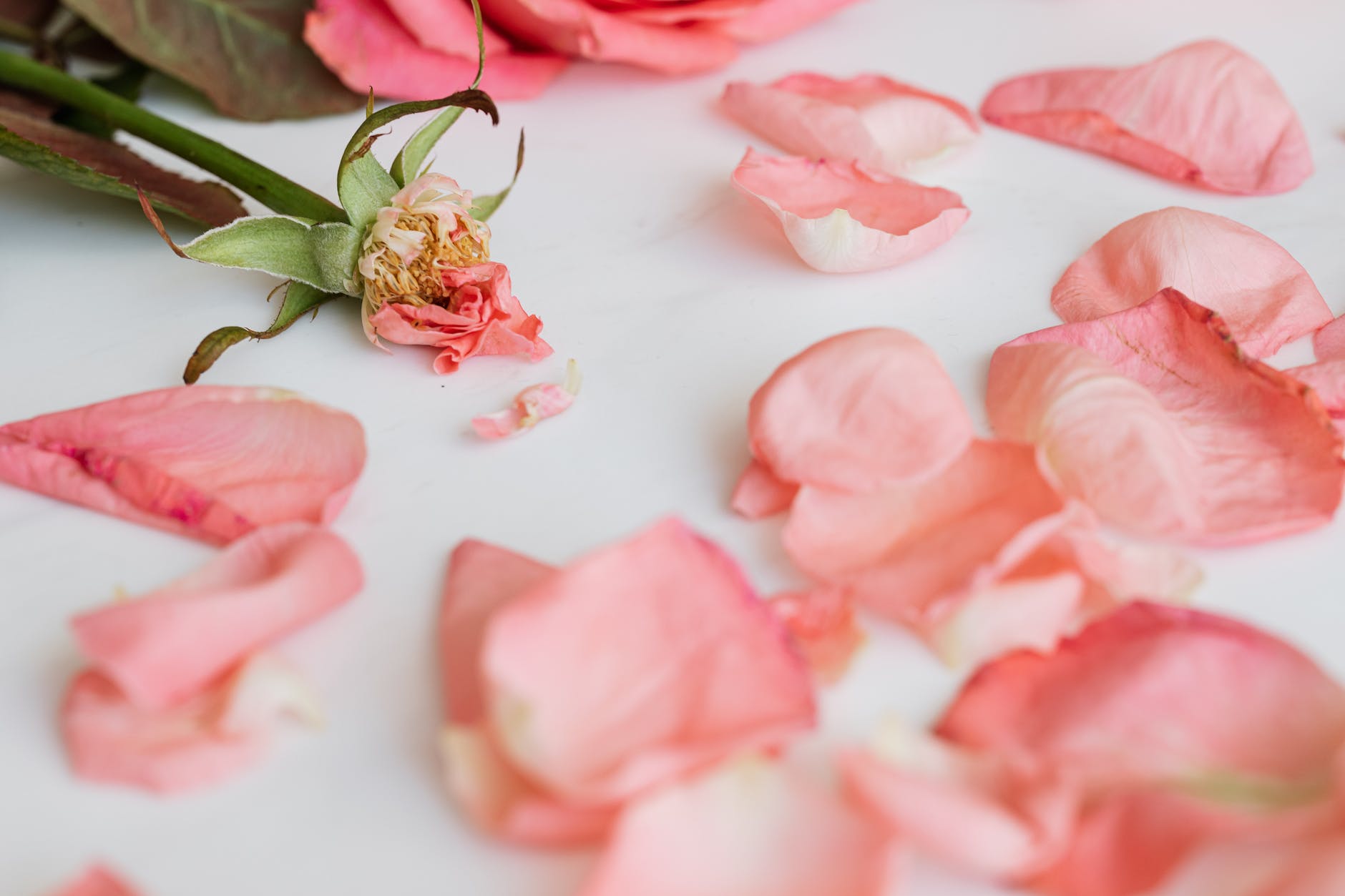 shabby rose with scattered petals around