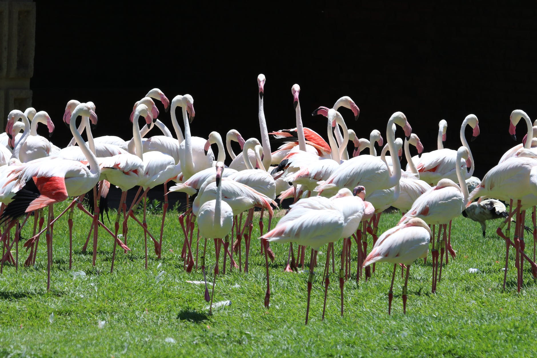 flock of white flamingoes