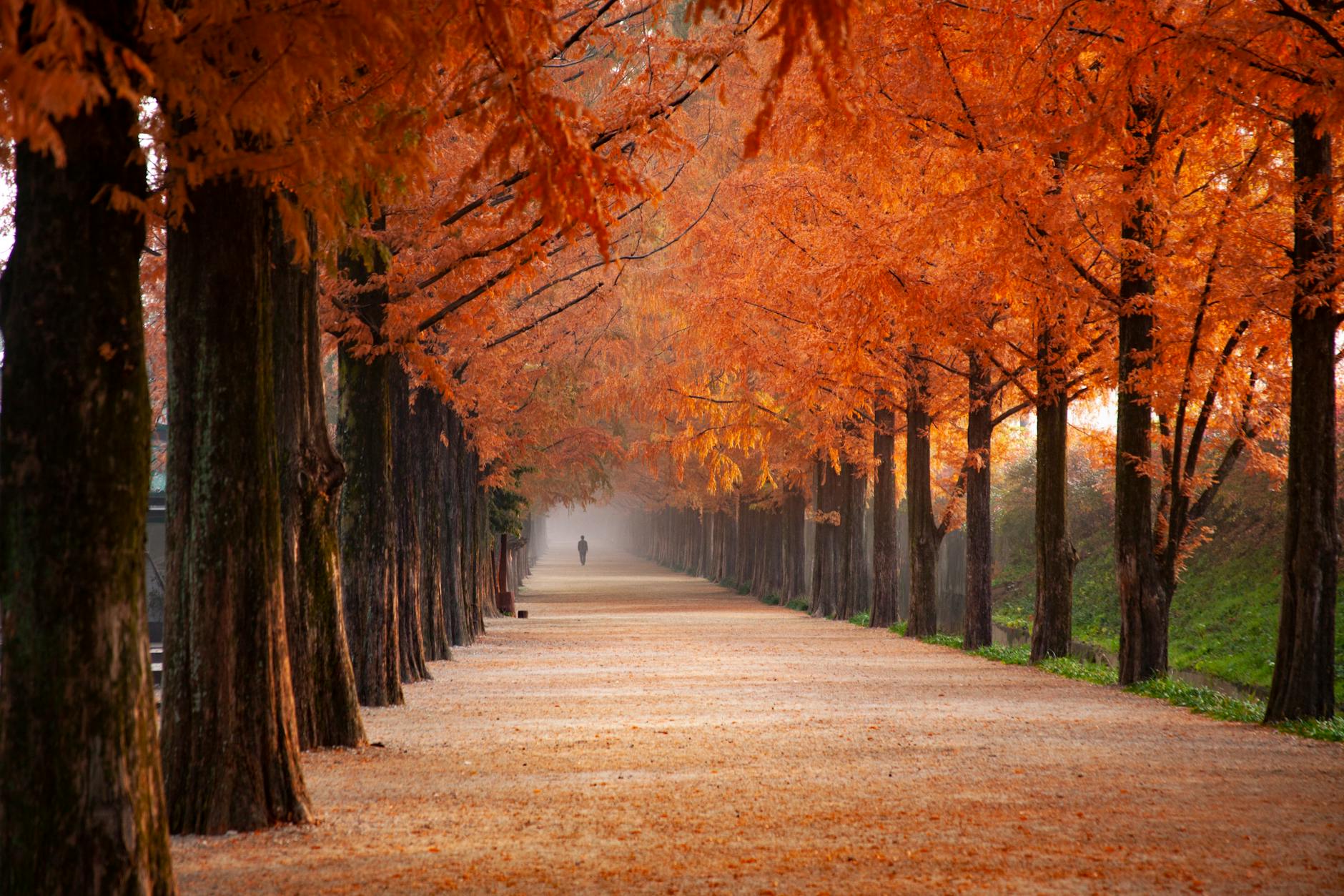 orange trees