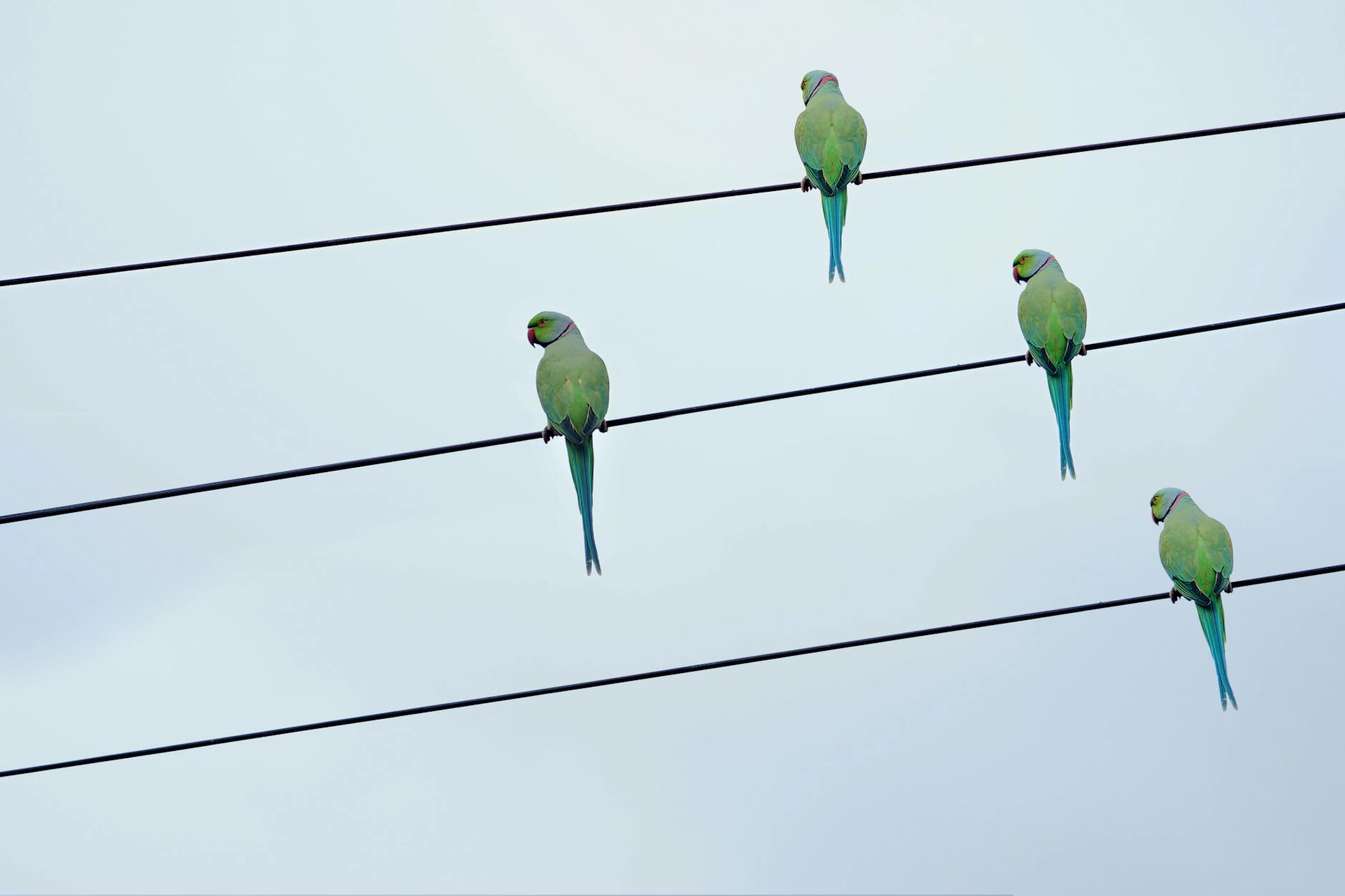 flight bird animal freedom