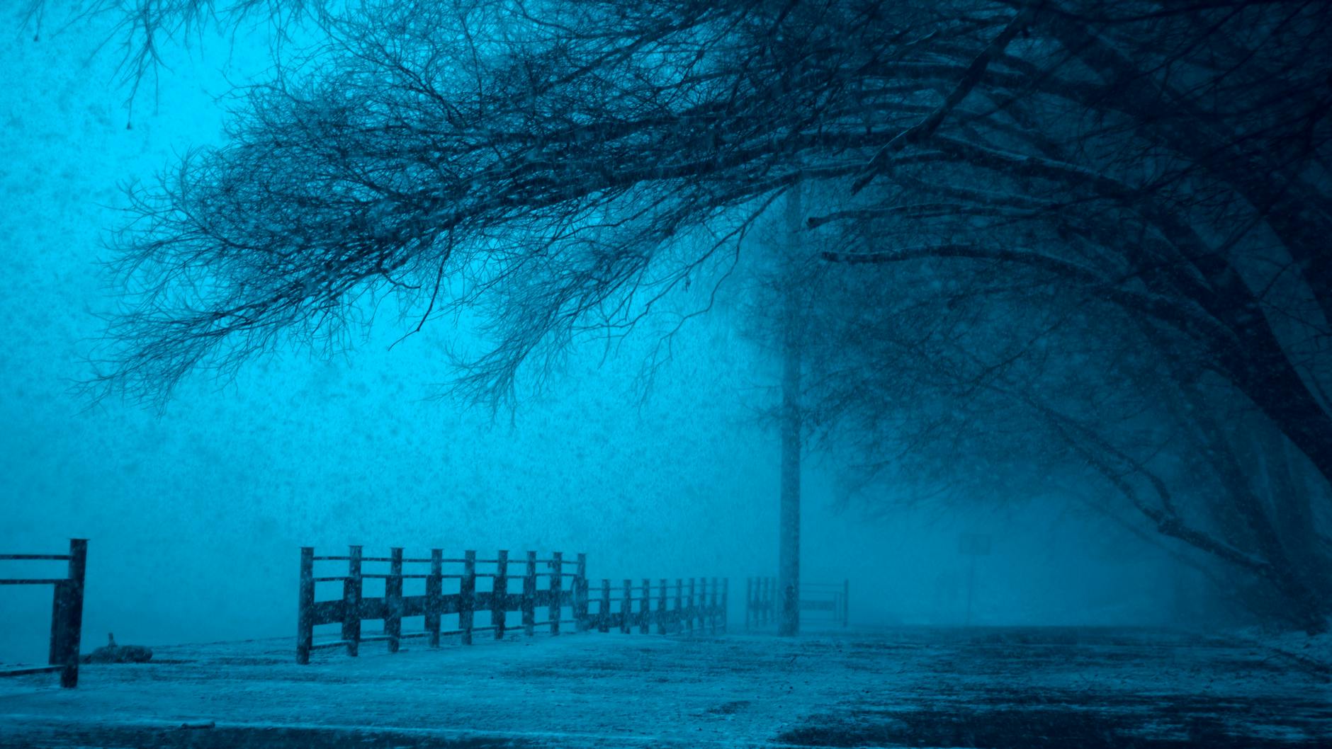 wooden fence under leafless tree