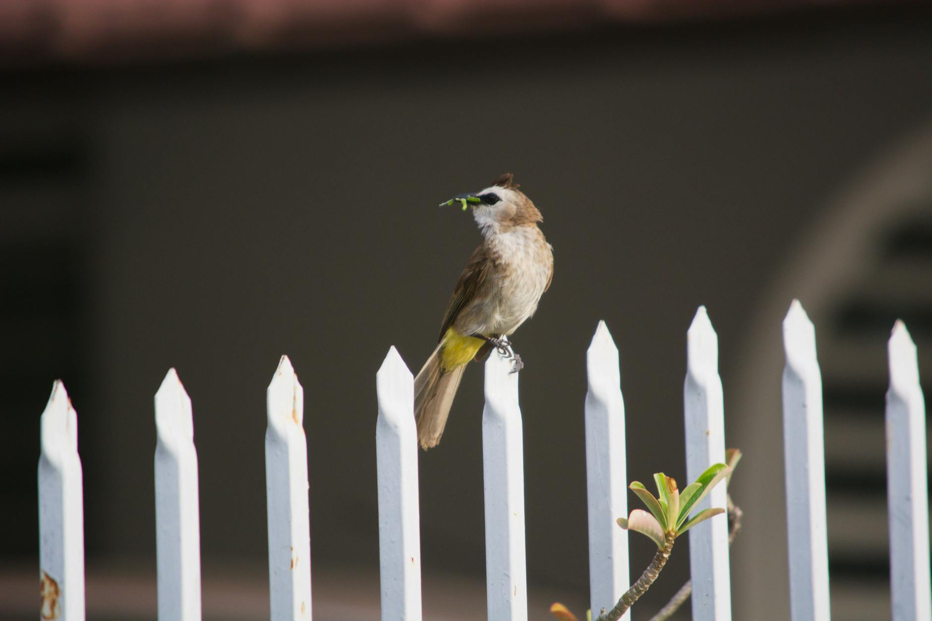 a yellow vented bulbul