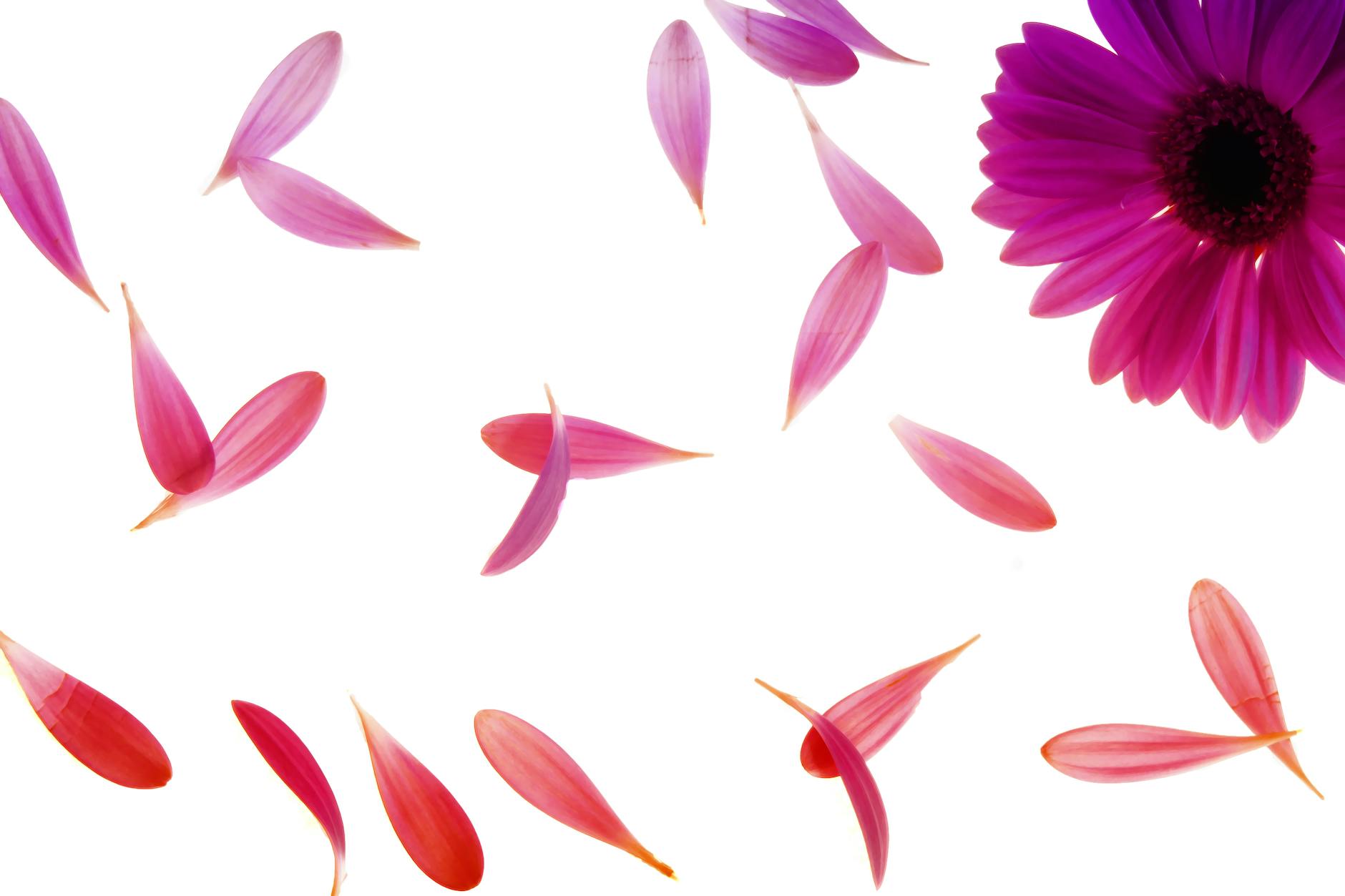 purple petaled flower