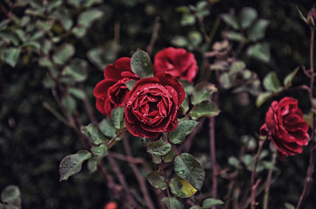 Dark red rose