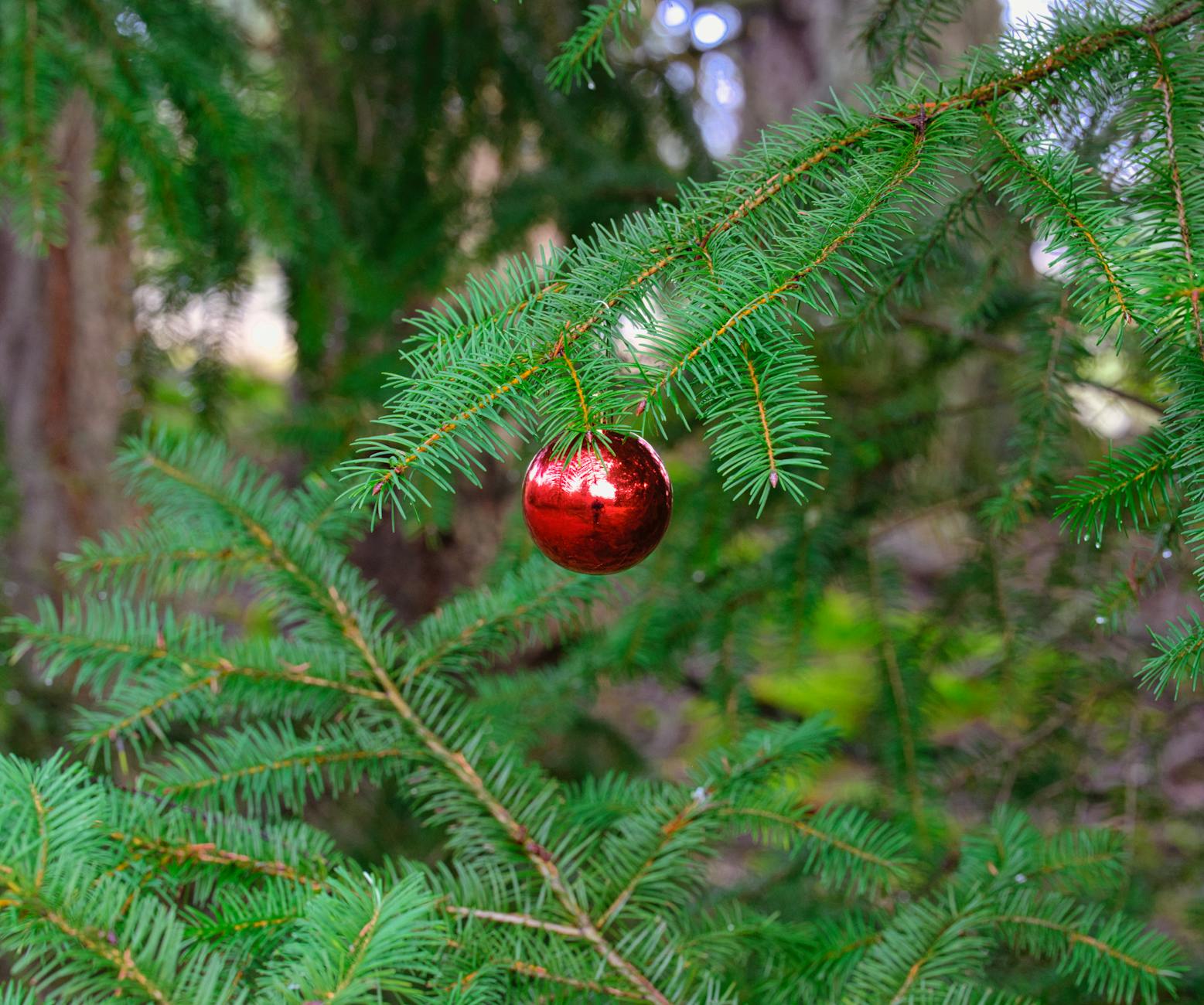 festive red ornament on evergreen branches